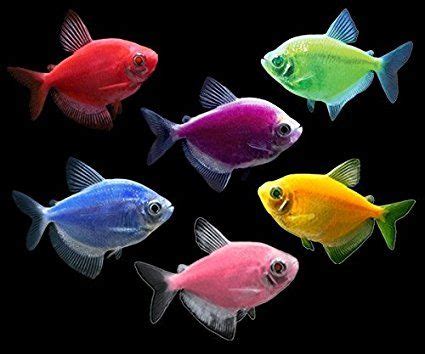 Glofish Types & Breeds: Colors | Types | Cost | Size | Lifespan ...