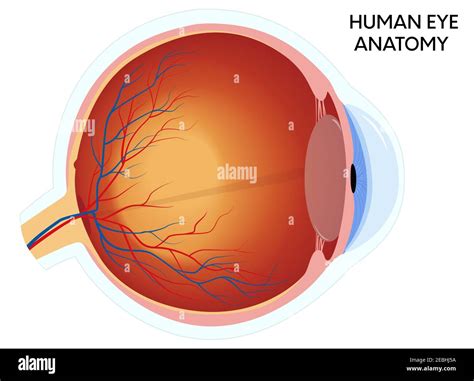 Auge Anatomie Stock Vektorgrafiken Kaufen Alamy