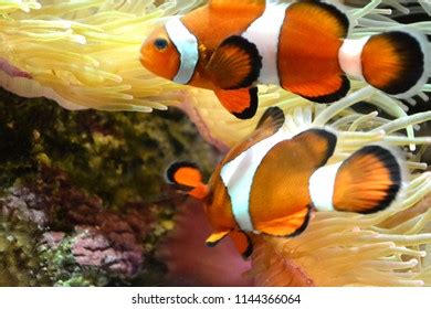 Coral Reef Two Clownfish Stock Photo 1144366064 | Shutterstock