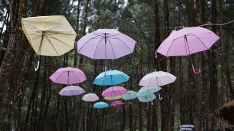 Umbrella rain wind stock photo. Image of rain, leaf - 209659802