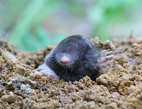 Moles Animal
