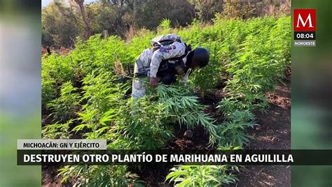 Guardia Nacional Y Ej Rcito Incineran Sembrad Os De Mariguana En