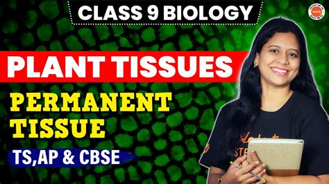 Plant Tissues Permanent Tissue Class 9 Biology Ts Ap And Cbse Vedantutelugu8910 Sunaina