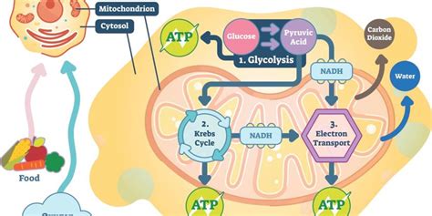 Atp Energy Diagram