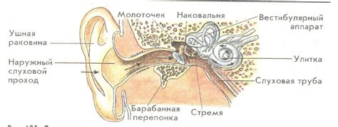 Строение Уха И Вестибулярного Аппарата Рисунок (55 Фото)
