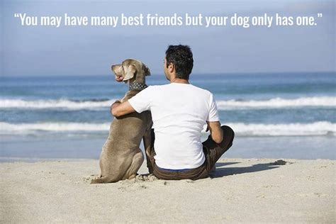 dog  friend quotes  perfectly sum   relationship