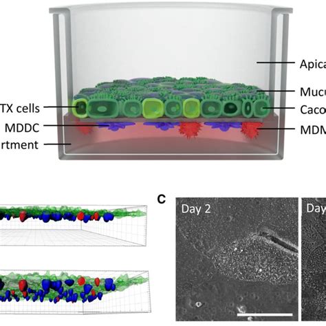 Immunostaining Of Tight Junction Protein ZO 1 Cell Nuclei Are Shown In