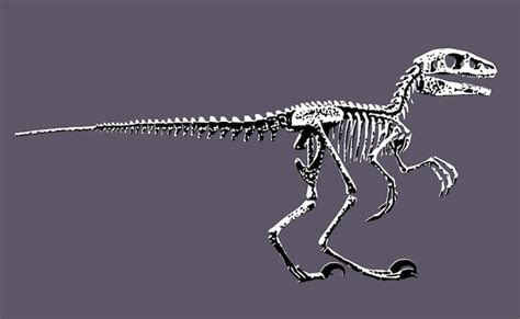 Um Esqueleto De Dinossauro Cauda Longa E Cauda Longa Vetor Premium