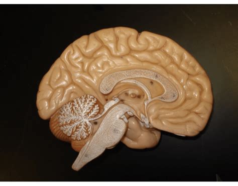 brain review quiz