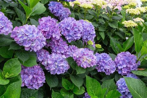 How To Prune Hydrangeas Walter S Greenhouses And Garden Centre