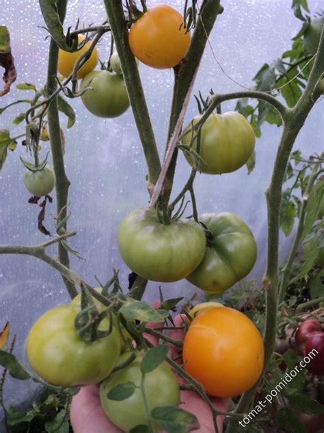 Томат Мармелад желтый: описание детерминантного сорта с фото