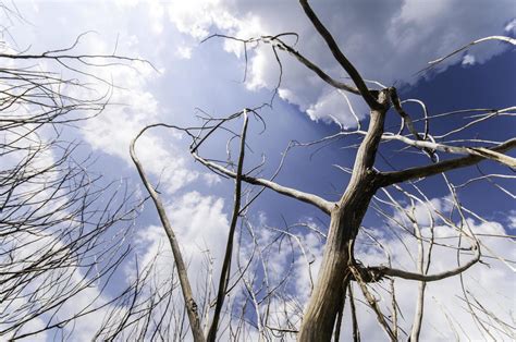 Naked Branches Of A Tree Against Blue Sky Close Up Stock Photo