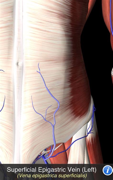 Superficial Epigastric Vein Vena Veins Anatomy