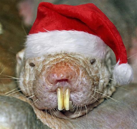 Naked Mole Rat Heterocephalidae Gallery Available As Framed Prints Photos Wall Art And Photo