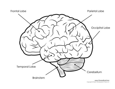 Human Brain Diagram - Labeled, Unlabled, and Blank