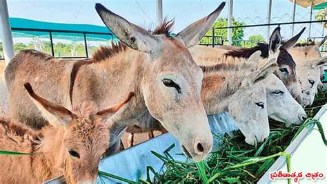 Donkey Farm గాడిద పాలతో నెలకు రూ3 లక్షలు గుజరాత్‌ కుర్రాడి సక్సెస్