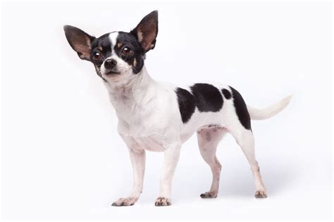 What is the Rarest And Most Unique Chihuahua of Them All?