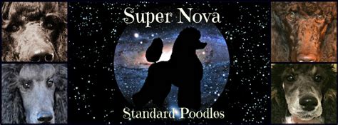 Novas Standard Poodles Home