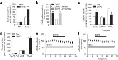 Cb System After Dhpg In Striatal Slices A Dhpg Increased Ag Levels