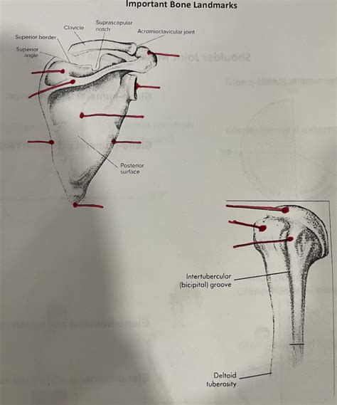 movement anatomy lecture 12 Diagram | Quizlet