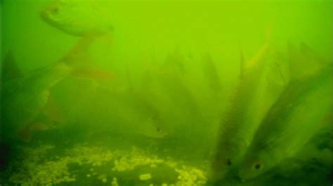 ПРИКОРМКА КОТОРАЯ СОБИРАЕТ ВСЮ РЫБУ ПРОСТАЯ И ЭФФЕКТИВНАЯ рыбалка 2020 ...