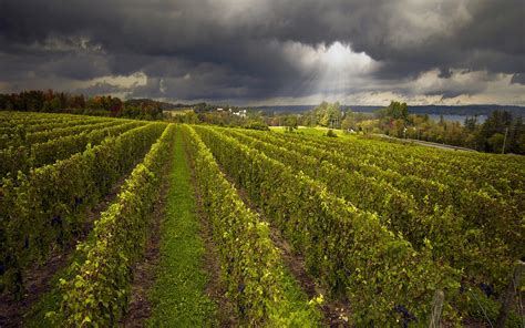 John Francis Mccarthy Finger Lakes Photography Anyelas Vineyard