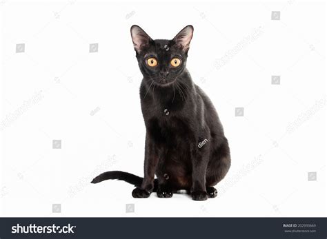 black traditional bombay cat  white stock photo  shutterstock