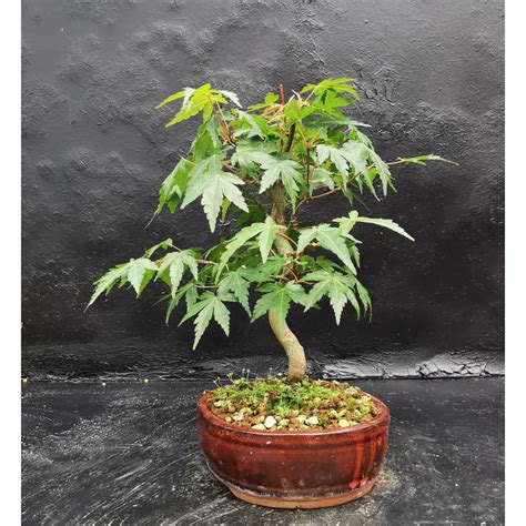 Erables Du Japon Acer Palmatum Bonsai D Ext Rieur Le Jardin De Moji