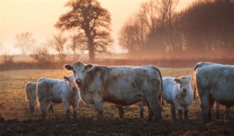 Scottish Cattle Breeds Farmhouse Guide
