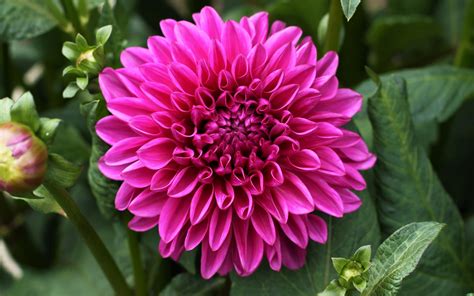 Dark Pink Dahlia Flower Petals In Green Leaves Background K Flowers Hd