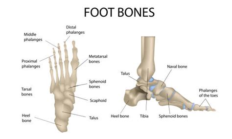 metatarsus ilustrasi grafik vektor clip art bebas royalti