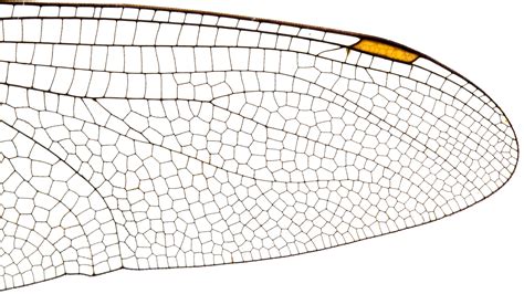 Insect Wing Structure Free Stock Photo - Public Domain Pictures