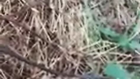 Anfang Free Gay Porn Video Xhamster