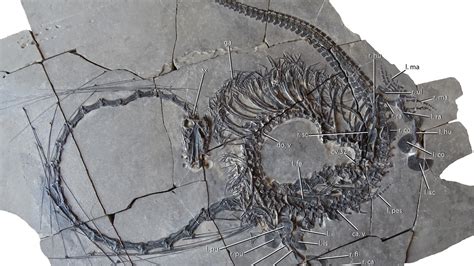 Experts Reveal What 240 Million Year Old Fossilised Chinese Dragon