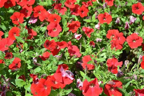 Лучшие сорта ампельной петунии с фото и описаниями