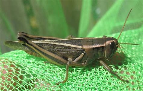 Two Striped Grasshopper Melanoplus Bivittatus Bugguide