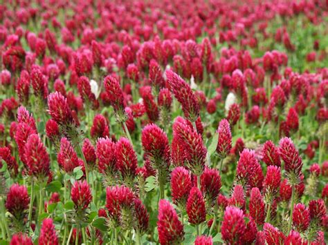 Растение Клевер Картинка – Telegraph