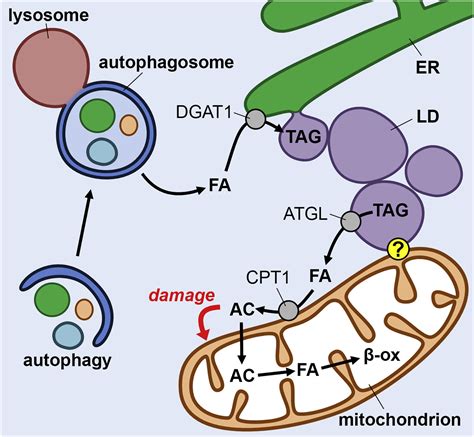 Lipid Droplets Guard Mitochondria During Autophagy Developmental Cell