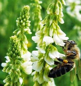 Bee!