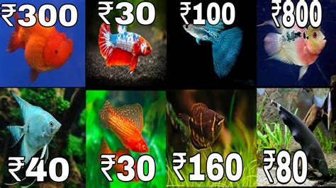 Aquarium Fish Price List Discounted