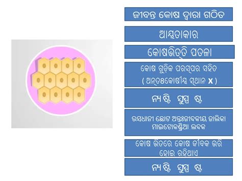 Meristematic And Permanent Tissue 5