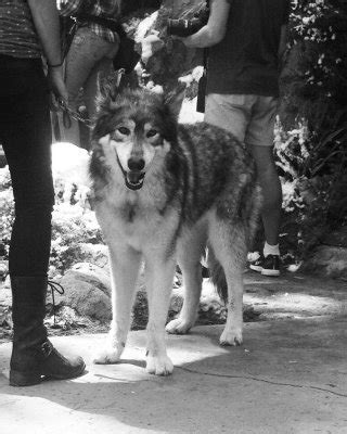 Roos Van Montfort Nude Porn Pictures XXX Photos Sex Images PICTOA