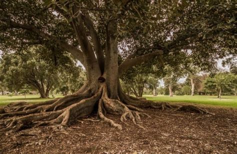 Ficus Macrophylla Moreton Bay Fig Growing Banyan Trees In Australia