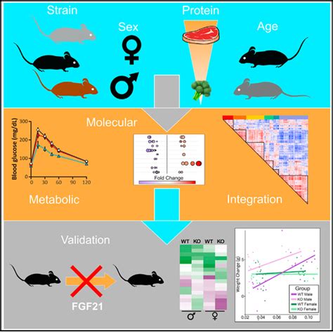 Sex And Genetic Background Define The Metabolic Physiologic And Molecular Response To Protein