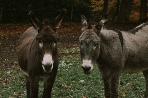 What happens when Mercury enters Pisces? The Transit Messenger in the fish