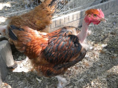 Naked Neck Turken Thread Page BackYard Chickens Learn How To Raise Chickens