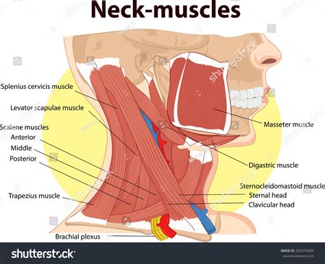 Muscles Neck Over 12792 Royalty Free Licensable Stock Illustrations