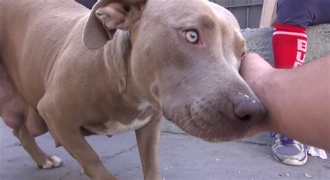 Rescatan a una pit bull mamá y a sus cachorros abandonados debajo de