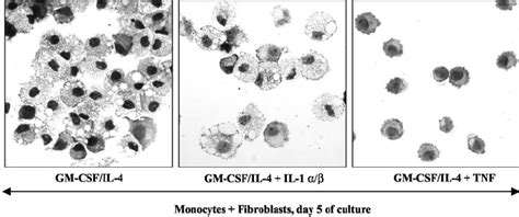 Tnf Skews Monocyte Differentiation Toward Partially Mature Dcs A Mlr