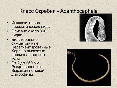 О симптомах глистов у поросят: как давать Альбен, лекарство, инструкция